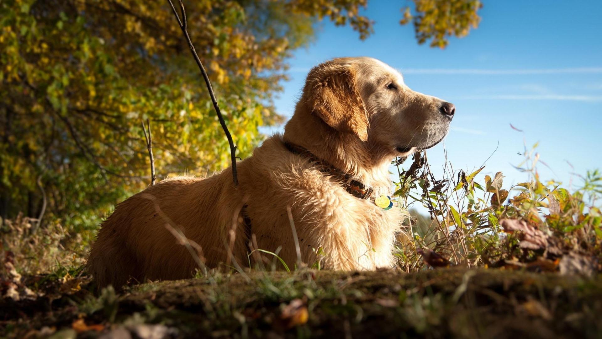 1920x1080 Labrador Dog Wallpaper In Summer Quotes