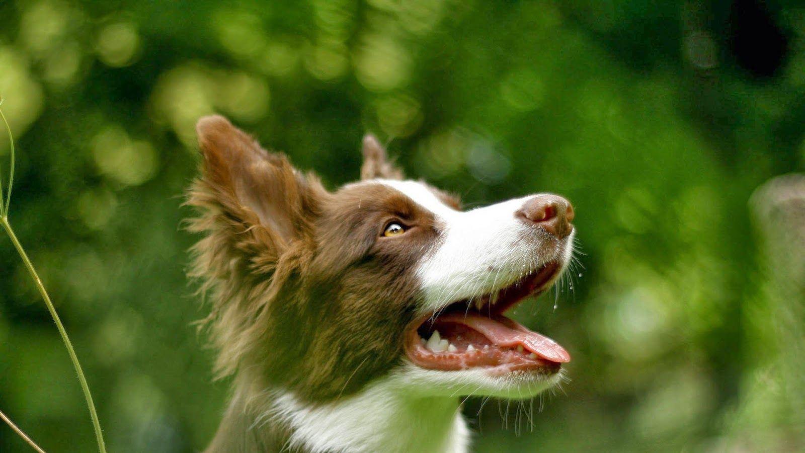 1600x900 Barking Dog. Dog wallpaper, Puppy wallpaper, Summer puppy