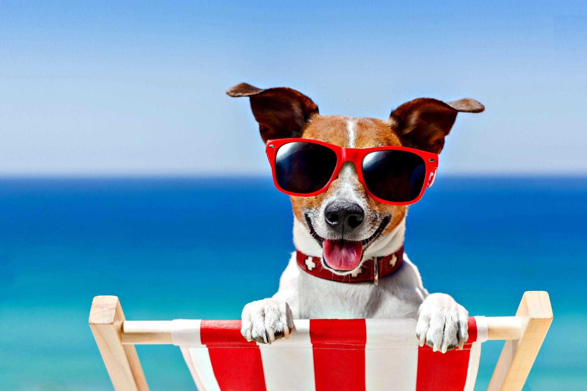 2000x1333 Summer Beach Animals image summer dogs wallpaper, animals to out for when on vacation, tips for travelling with pets