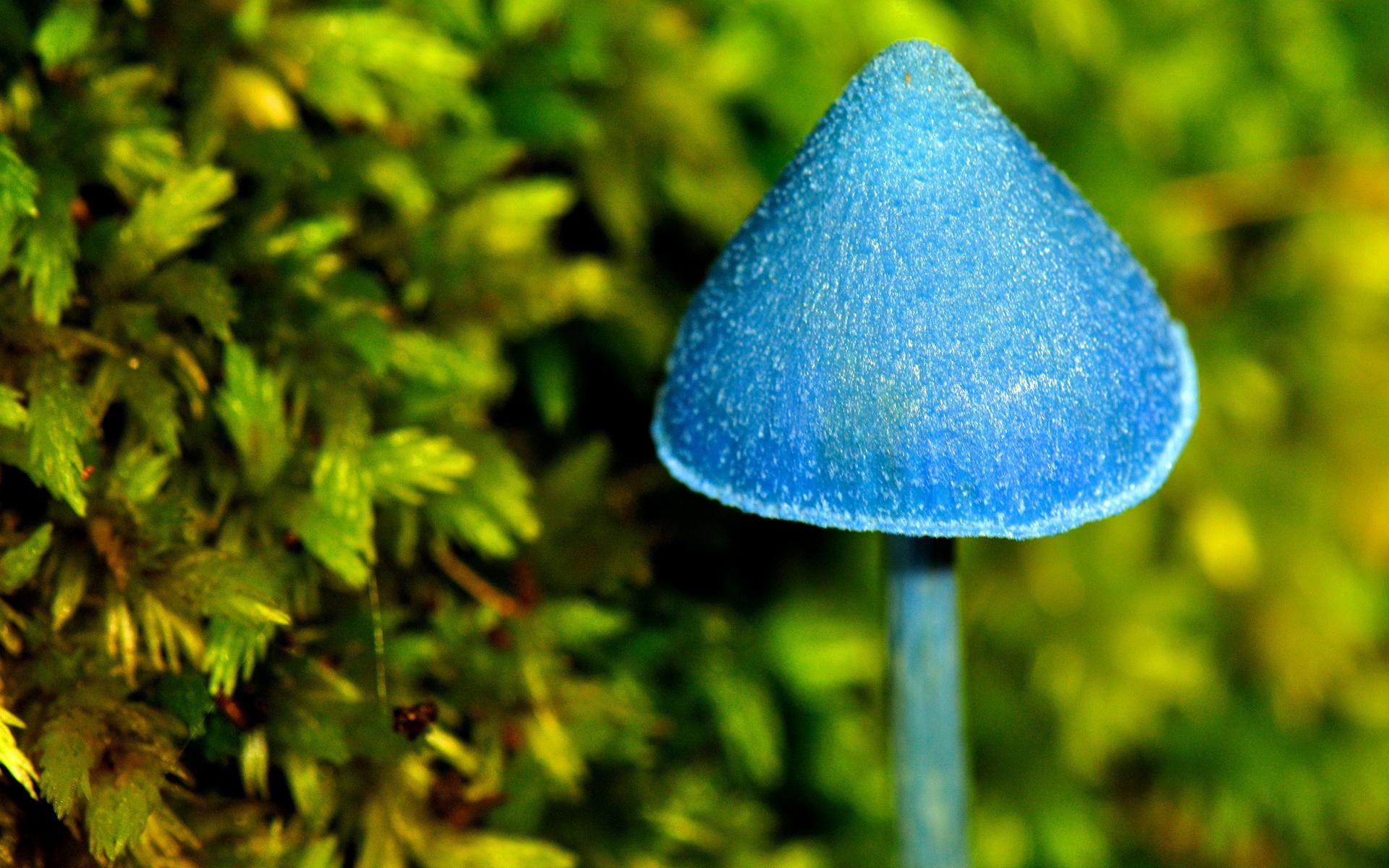 1920x1200 Blue Mushroom Wallpaper 50988 1920x1200px