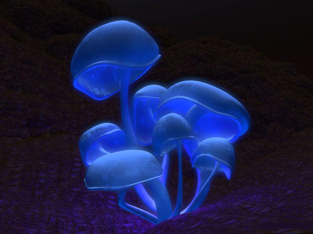 Blue Mushroom Wallpapers - Top Free Blue Mushroom Backgrounds