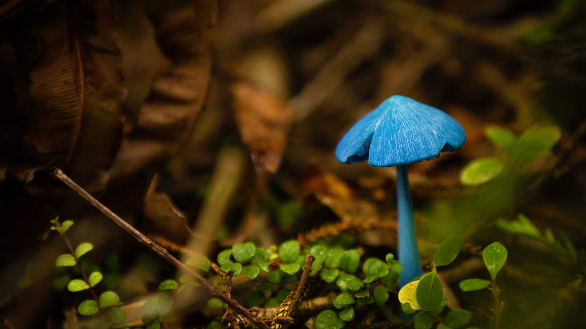 1920x1080 Blue Mushroom Wallpaper Free HD Wallpaper