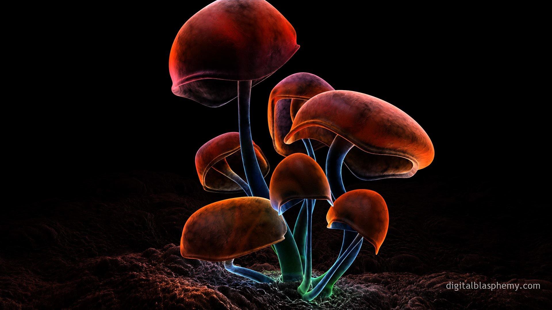 1920x1080 Mushrooms Wallpaper Jpg Blue HD