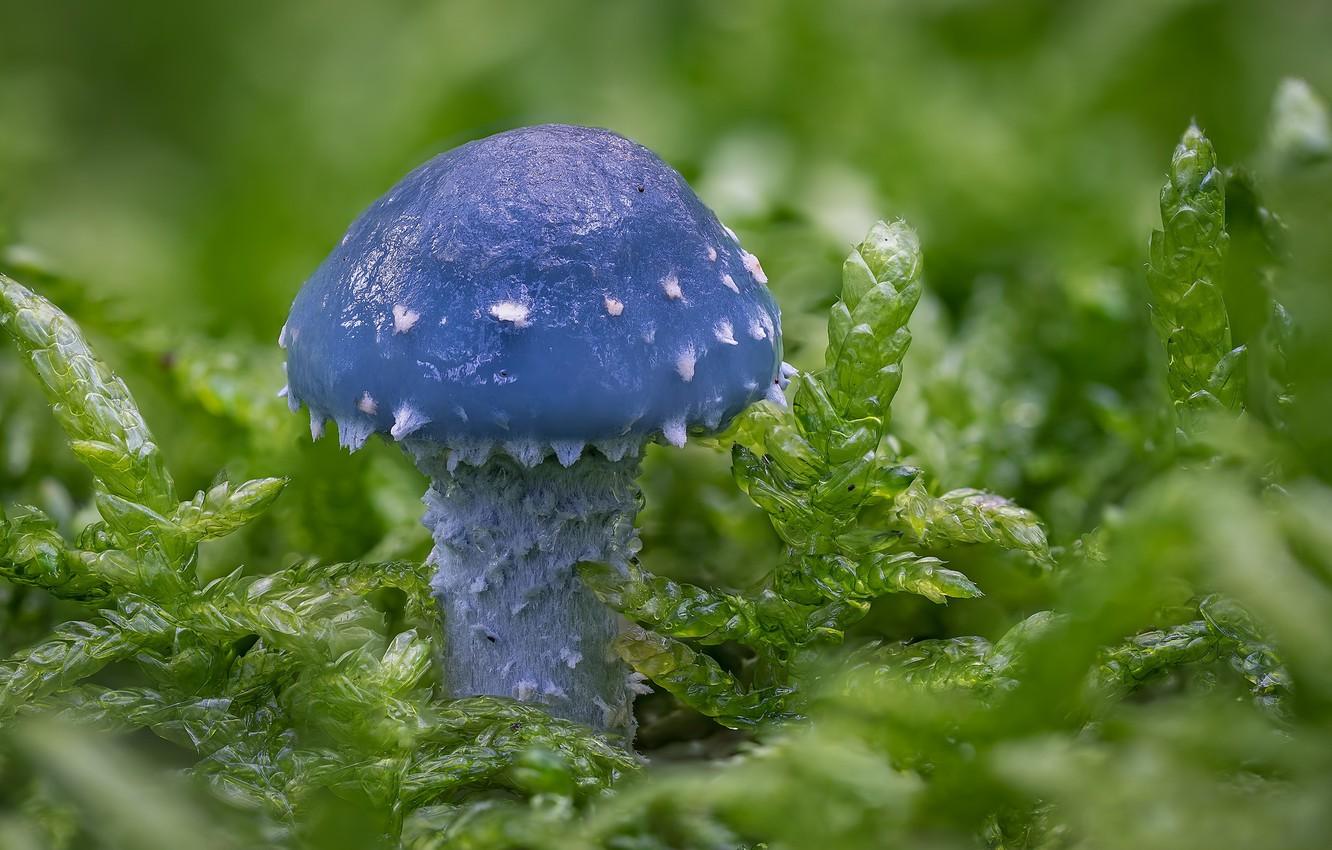 1332x850 Wallpaper Macro, Mushroom, Moss, Stropharia Blue Green Image For Desktop, Section природа