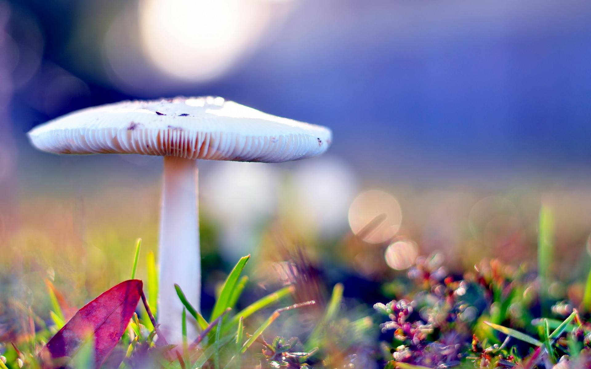1920x1200 Excellent HD Mushroom Wallpaper