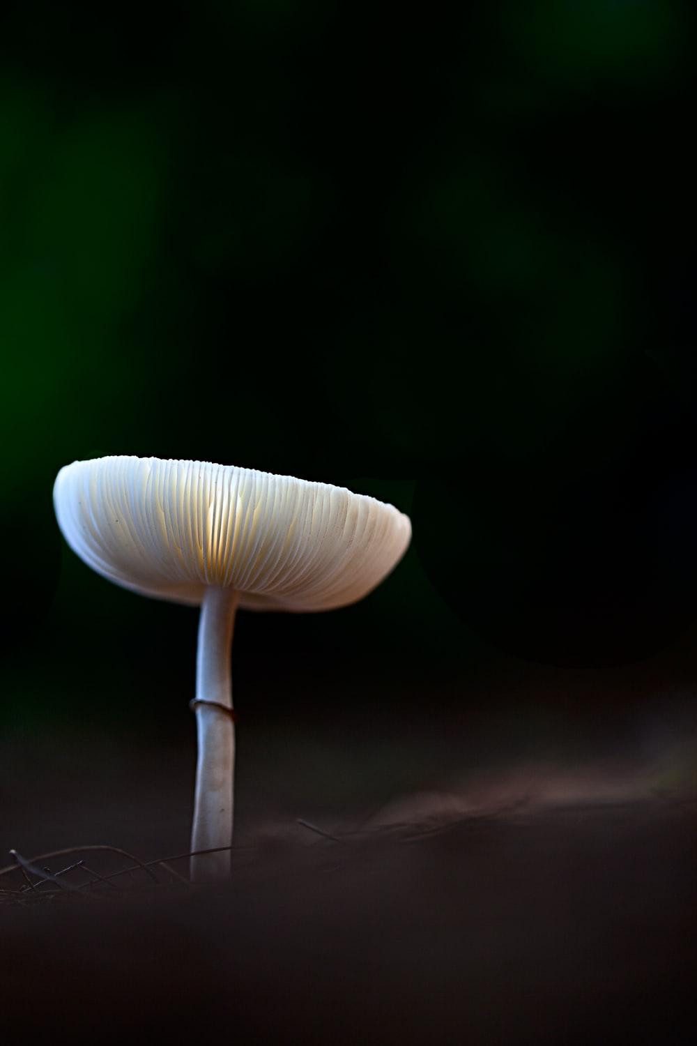 1000x1500 Mushroom Picture [HD]. Download Free Image