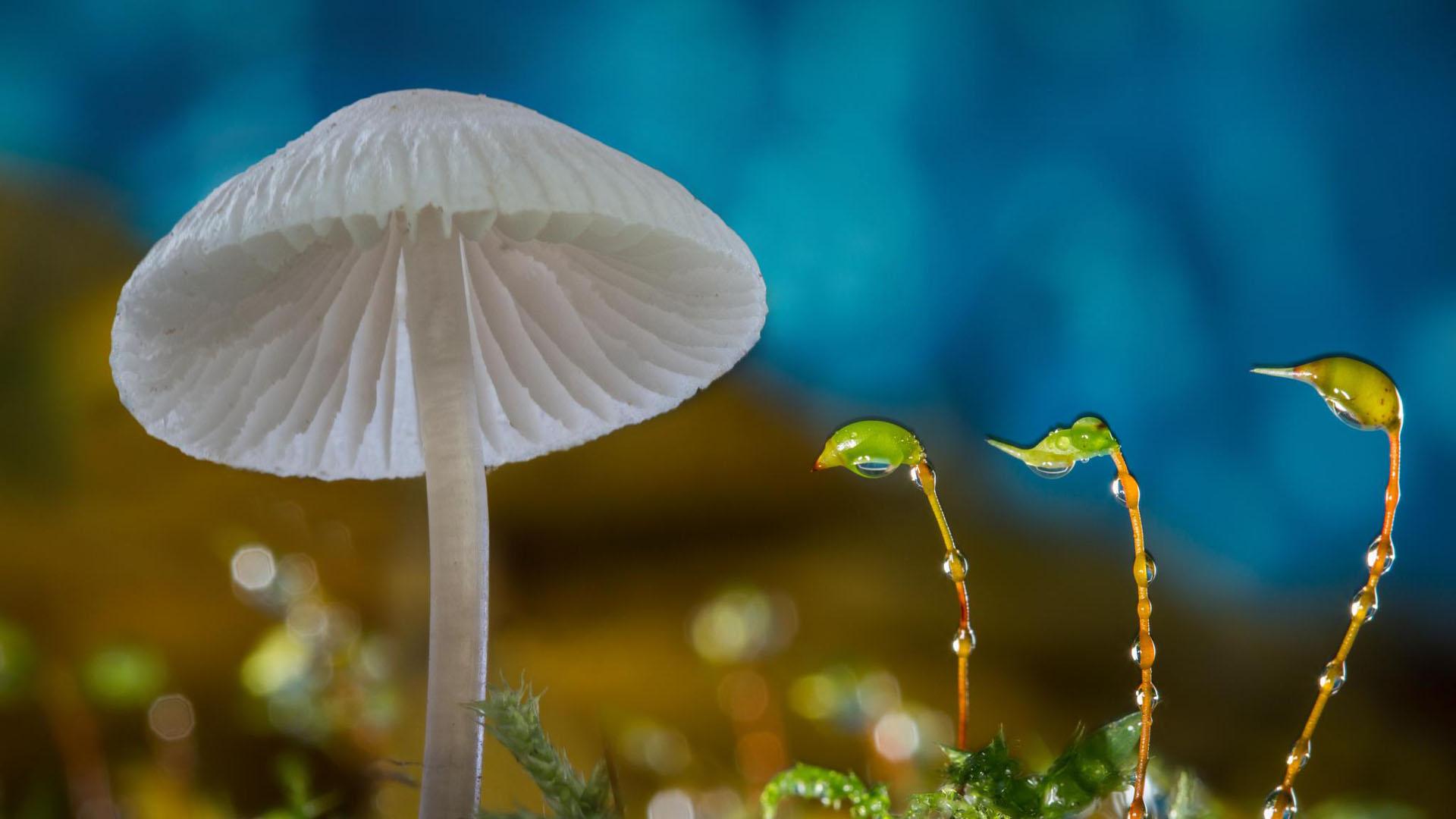 1920x1080 Closeup View Of White Mushroom In Blur Blue Background HD Mushroom Wallpaper