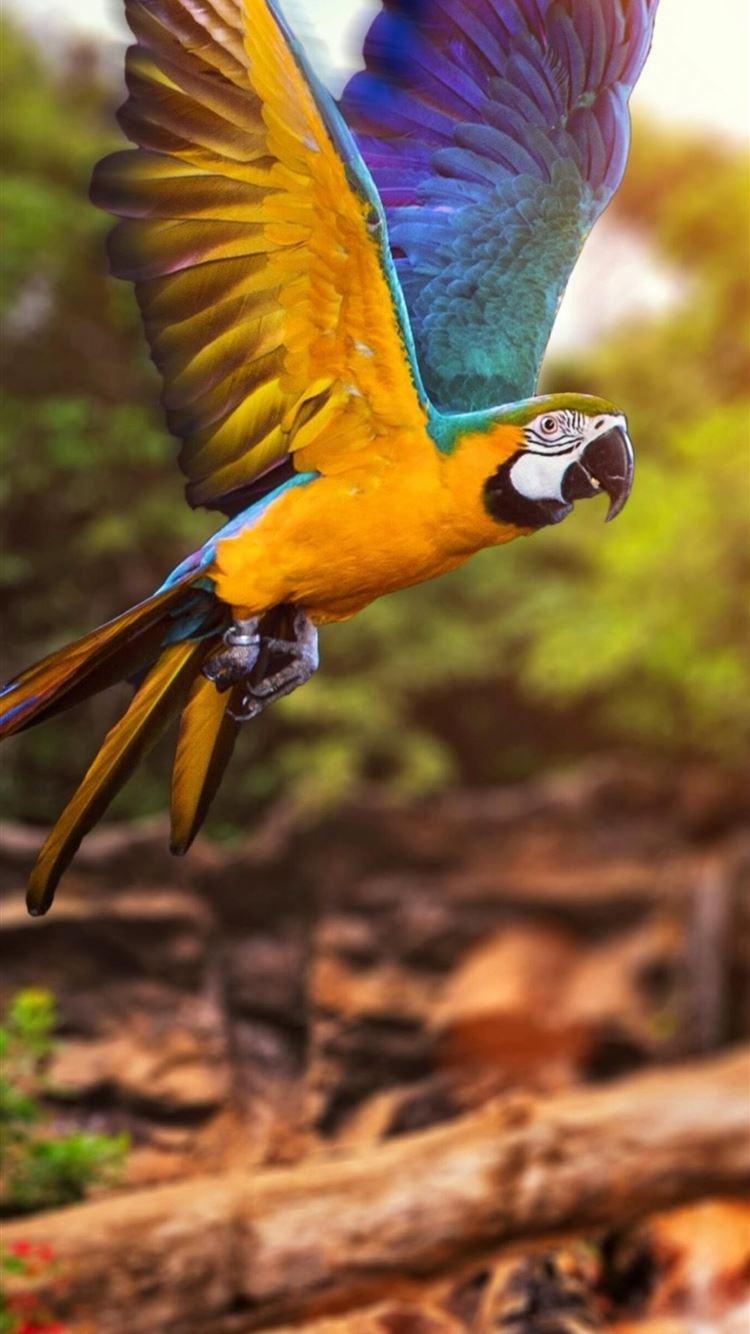 4K Parrot Wallpapers - Top Free 4K Parrot Backgrounds - WallpaperAccess