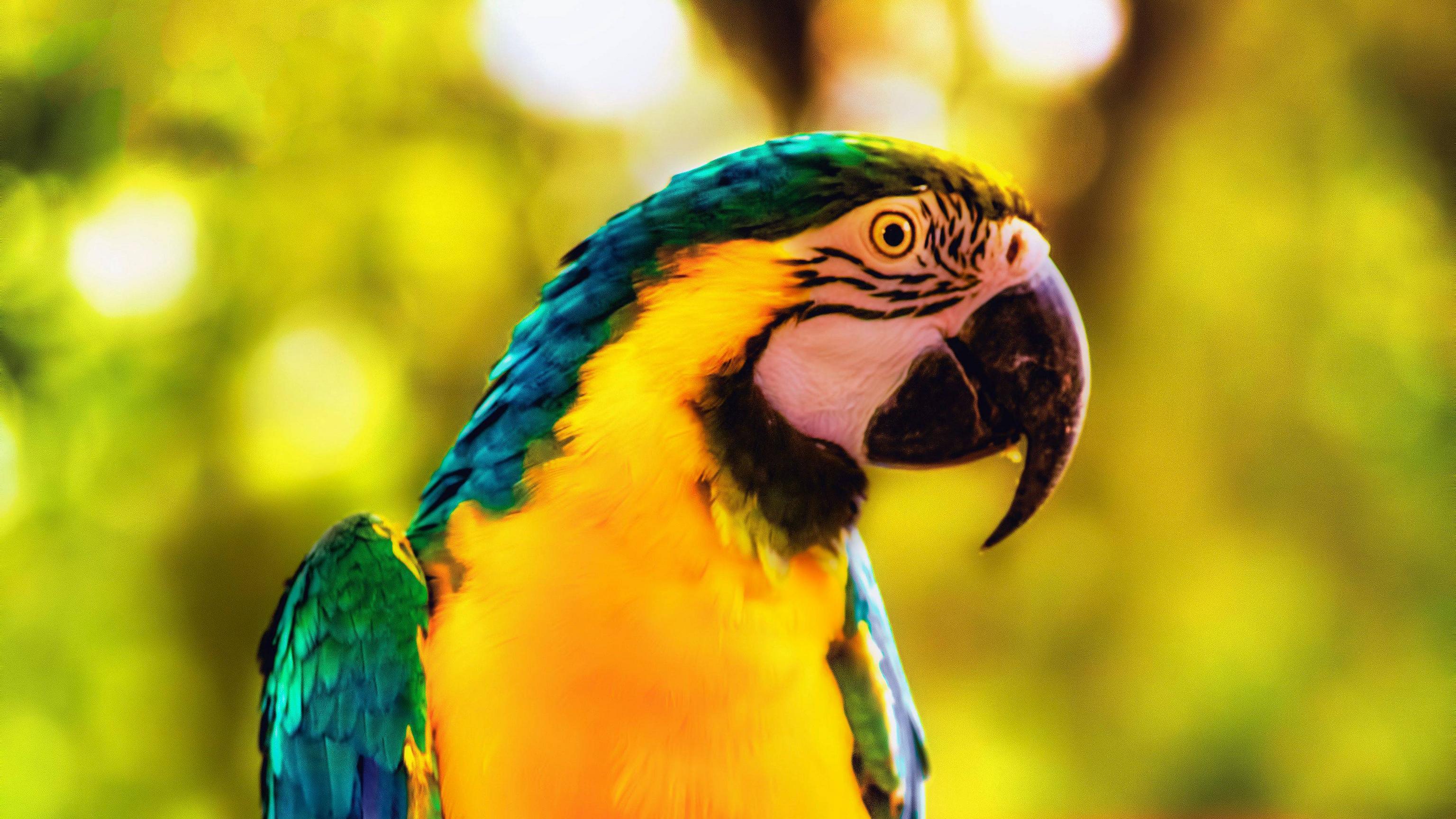 3072x1728 Macaw Parrot Bird Bright Branch 4K HD Wallpaper