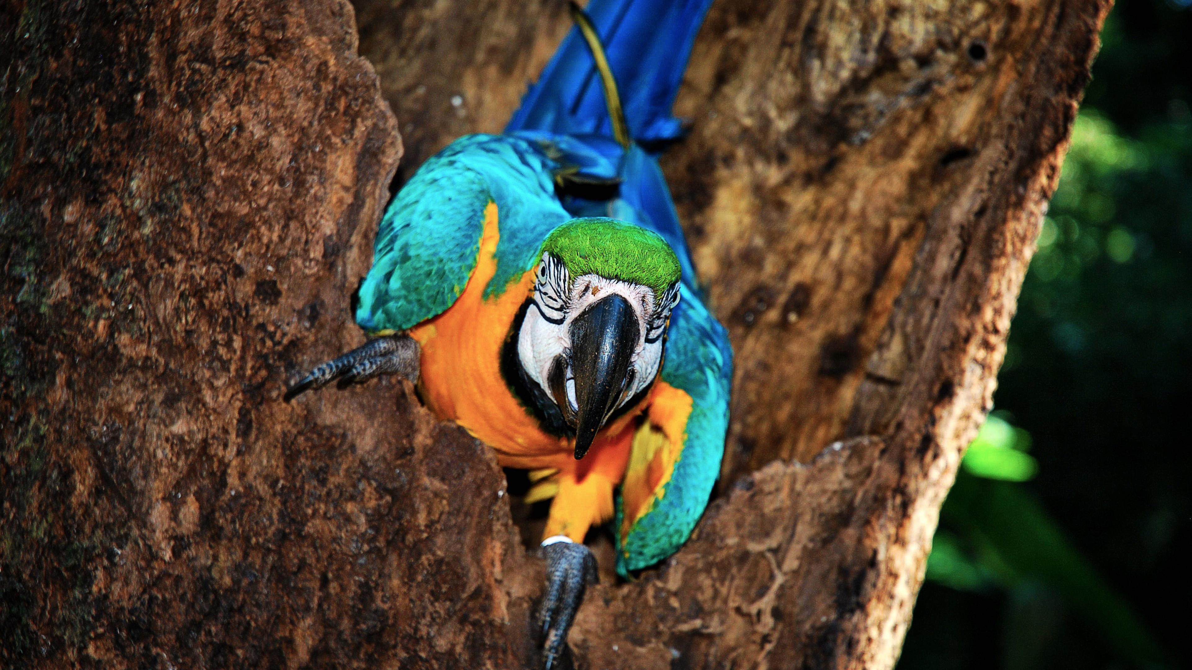 4K Parrot Wallpapers - Top Free 4K Parrot Backgrounds - WallpaperAccess