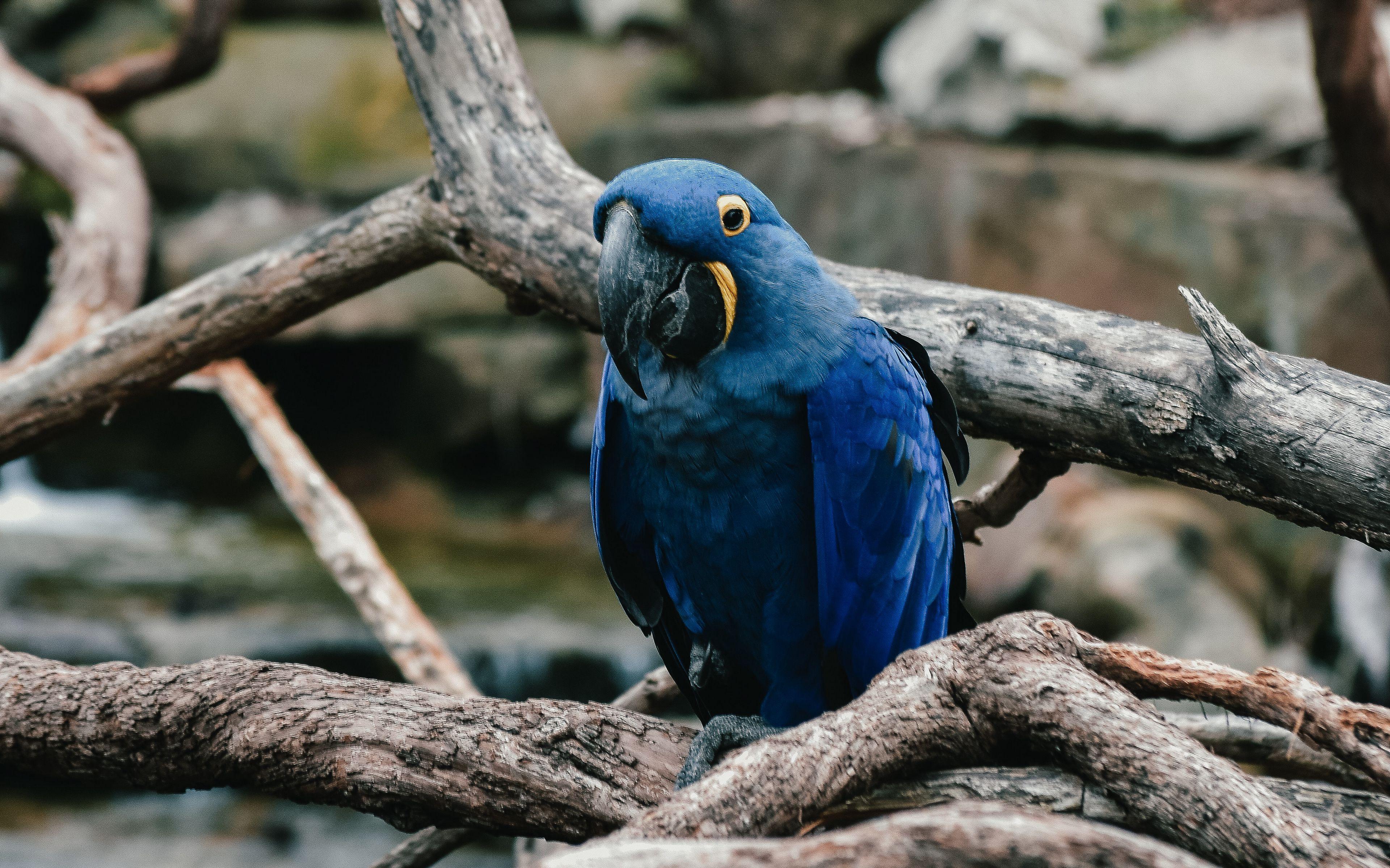 3840x2400 Download wallpaper 3840x2400 parrot, blue, bird 4k ultra HD 16:10 HD background