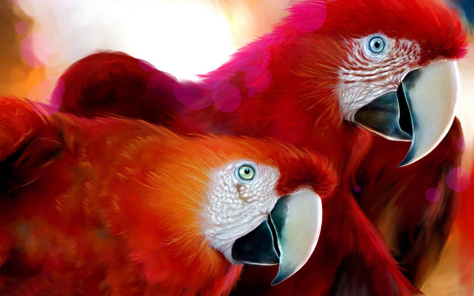 1920x1200 Wallpaper 4k Parrots Widescreen Wallpaper