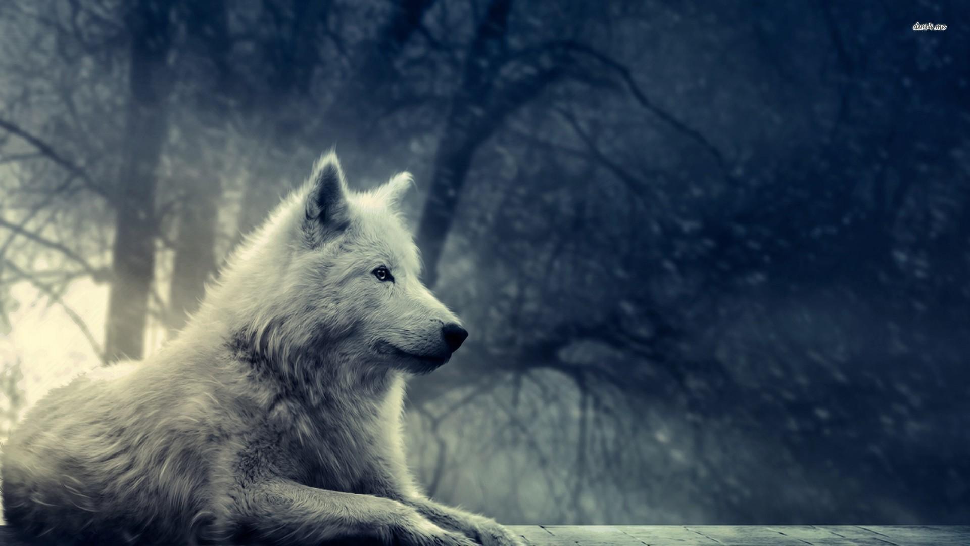 1920x1080 Free download despre daci 9864 grey wolf 19201080 digital art wallpaper [1920x1080] for your Desktop, Mobile & Tablet. Explore Wolf Art Wallpaper. Cool Wolf Wallpaper, Cool Black Wolf Wallpaper, Awesome Wolf Wallpaper