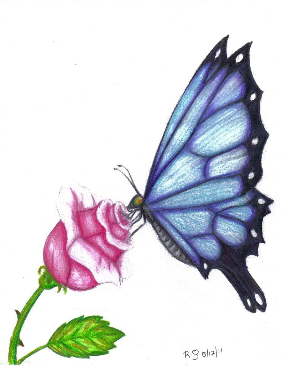 900x1168 Color Butterfly Drawing Picture