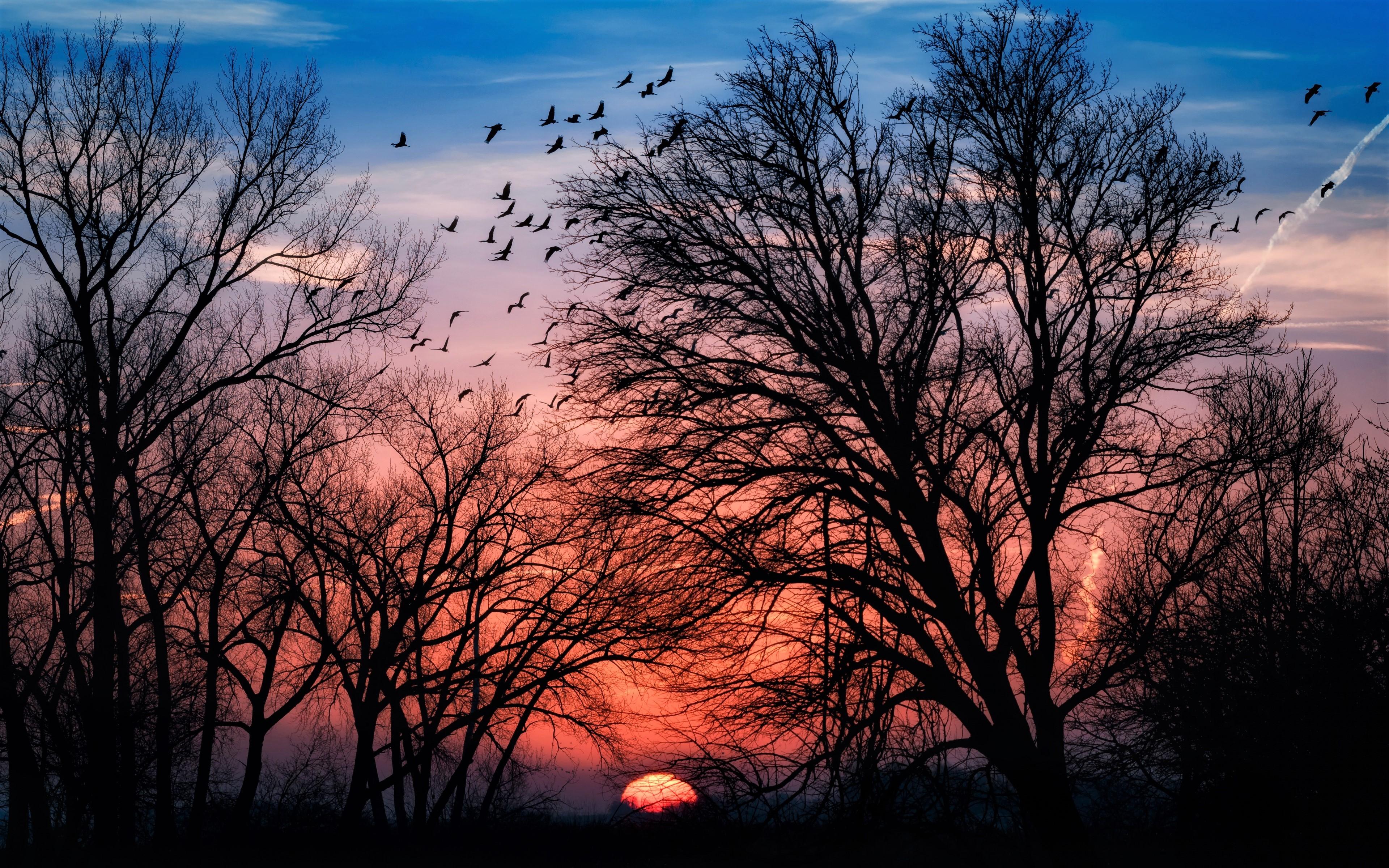 3840x2400 Stock Winter Tree At Sunset HD Wallpaper And Image Wallpaper Sun Sky