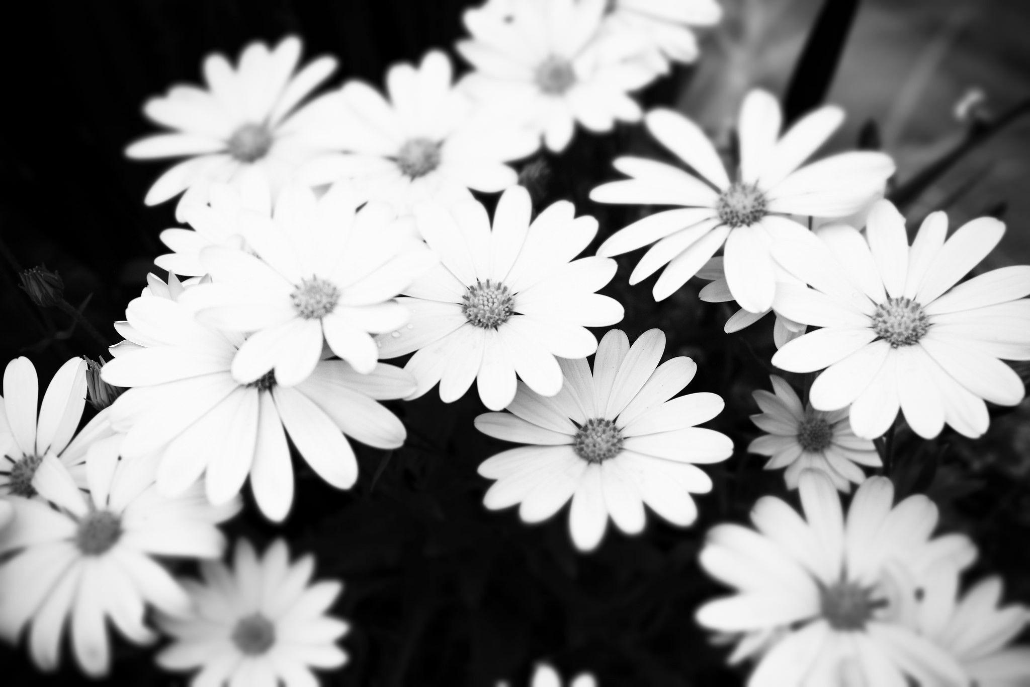 Black And White Aesthetic Flower Wallpapers Top Free Black And