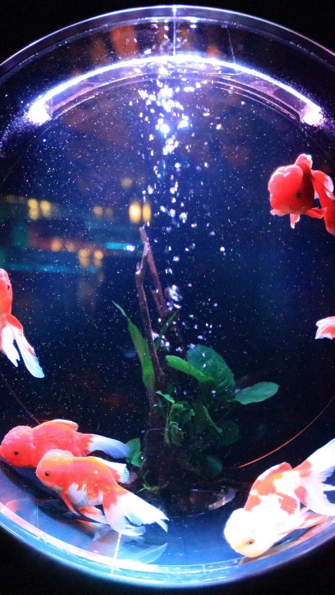 1080x1920 Fishbowl iPhone Wallpaper