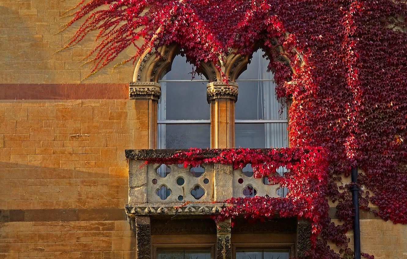 1332x850 Photo Wallpaper Autumn, England, Window, Ivy, Oxford