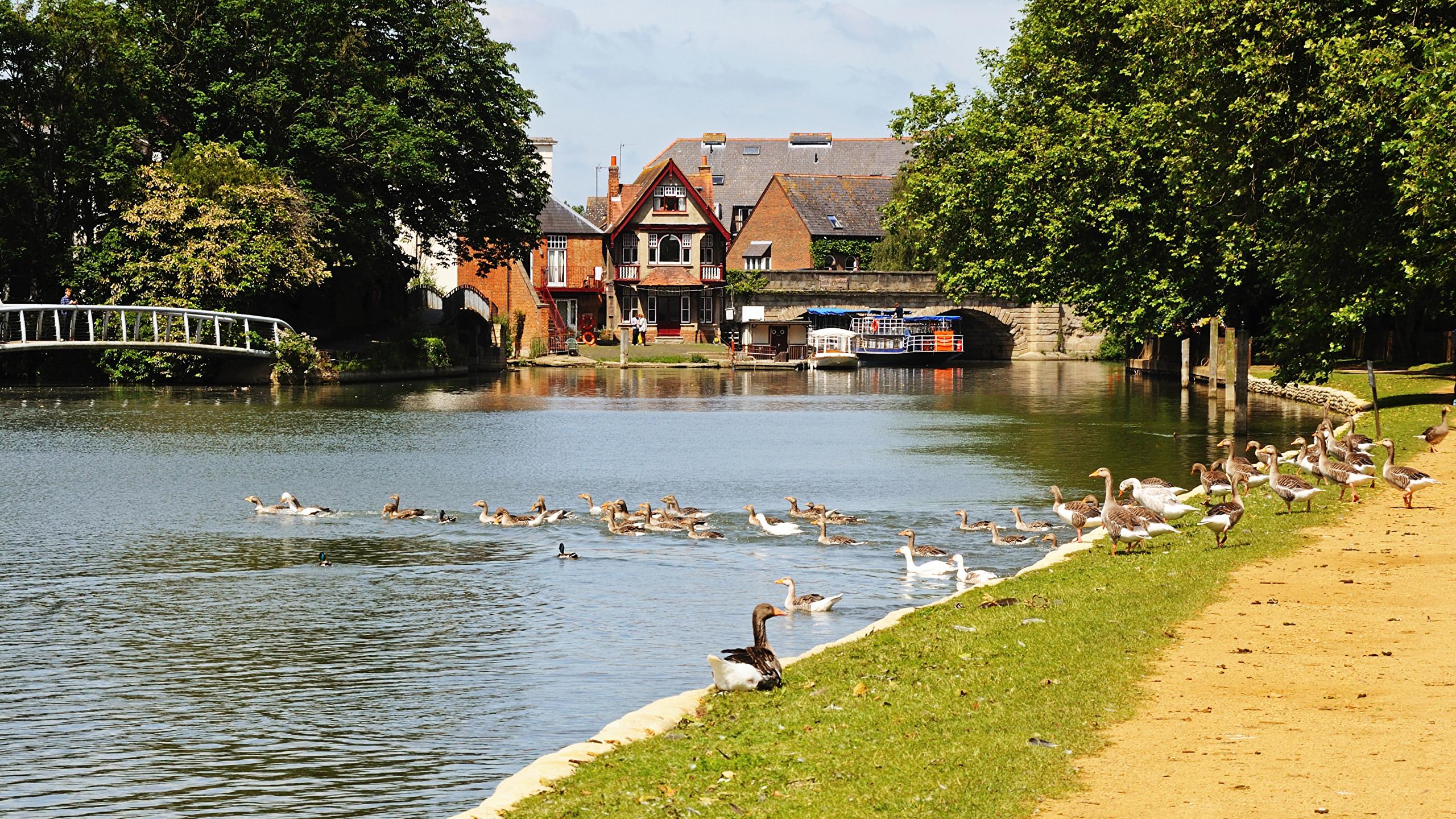 2560x1440 Desktop Wallpaper Ducks England Oxford Oxfordshire river 2560x1440
