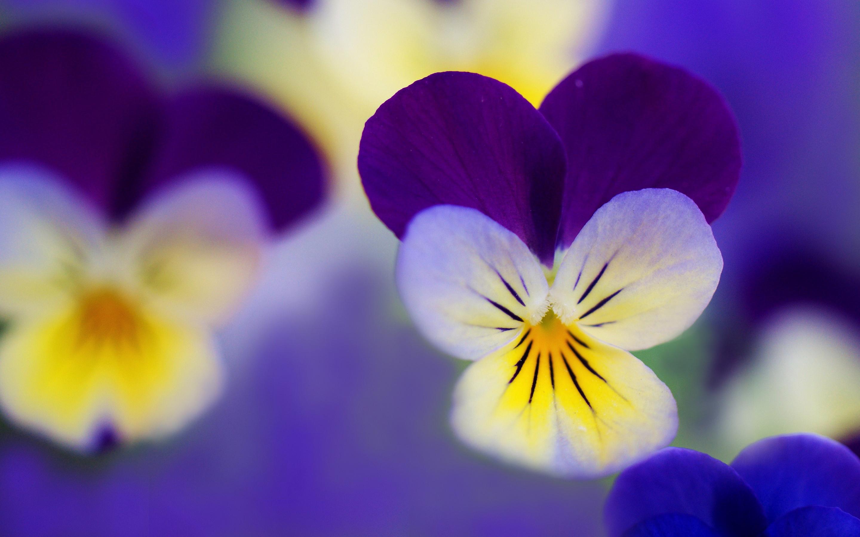 2880x1800 Free Pansies Wallpaper 31066 2880x1800px