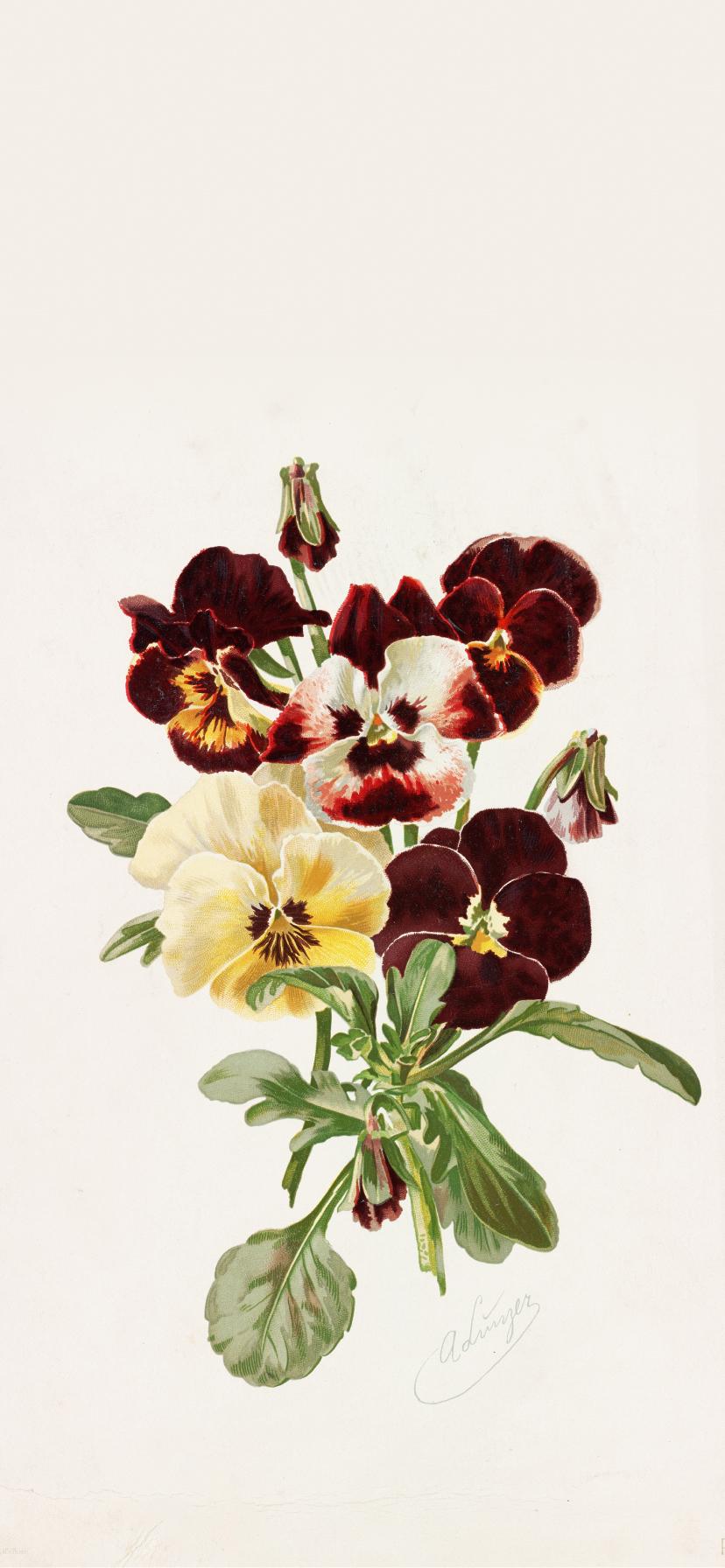 828x1792 Pansies by Alois Lunzer Wallpaper