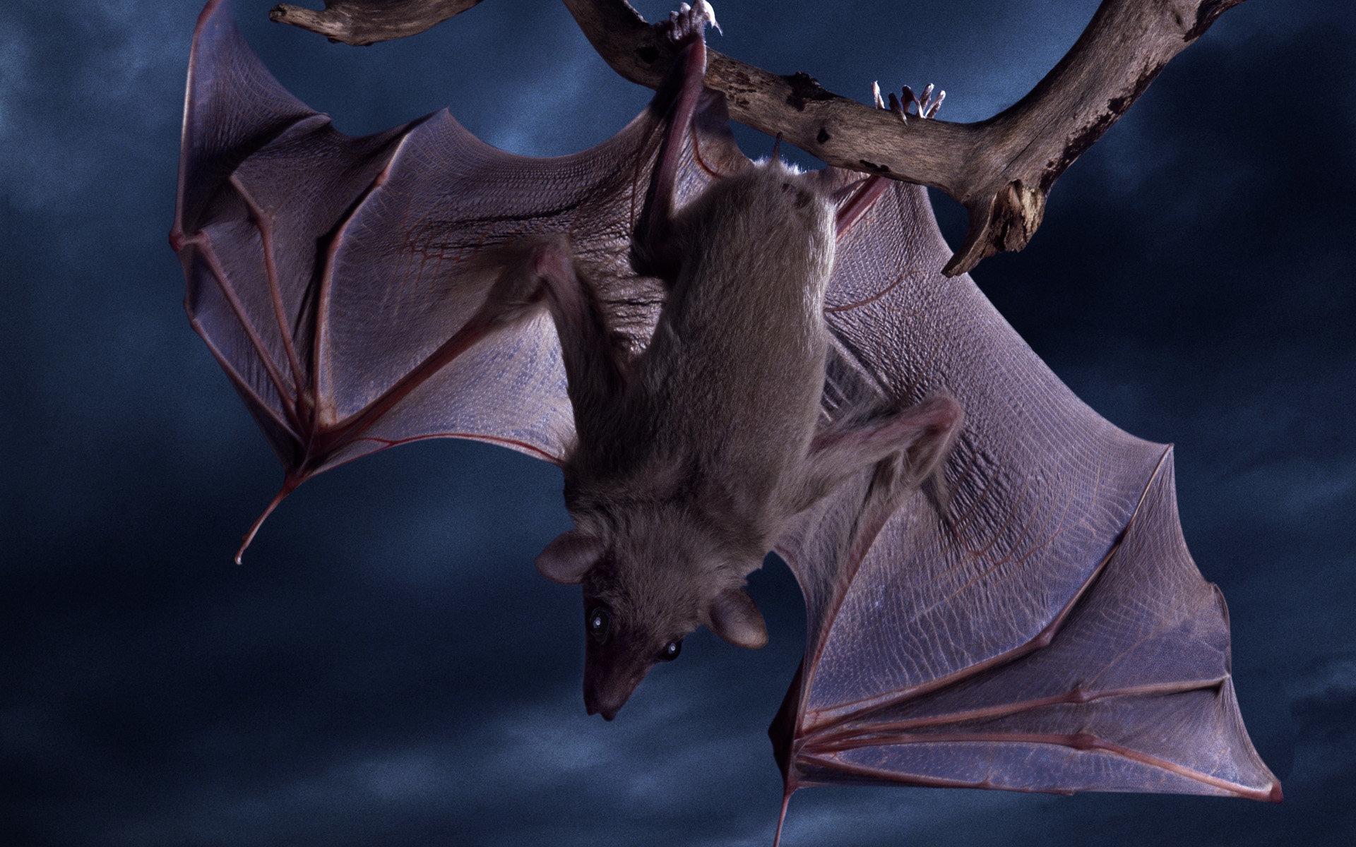 1920x1200 Bat wallpaper HD for desktop background
