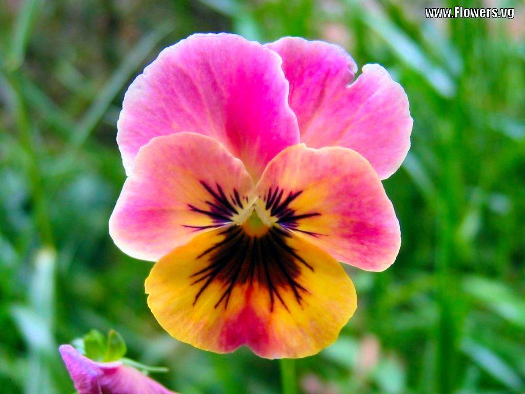 1024x768 Pansy wallpaper, Earth, HQ Pansy pictureK Wallpaper 2019