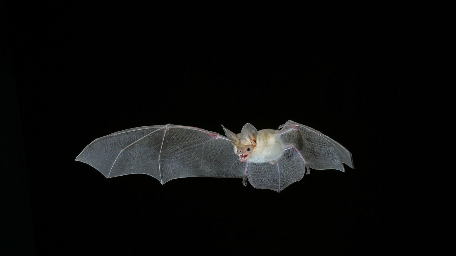 1920x1080 Bat HD