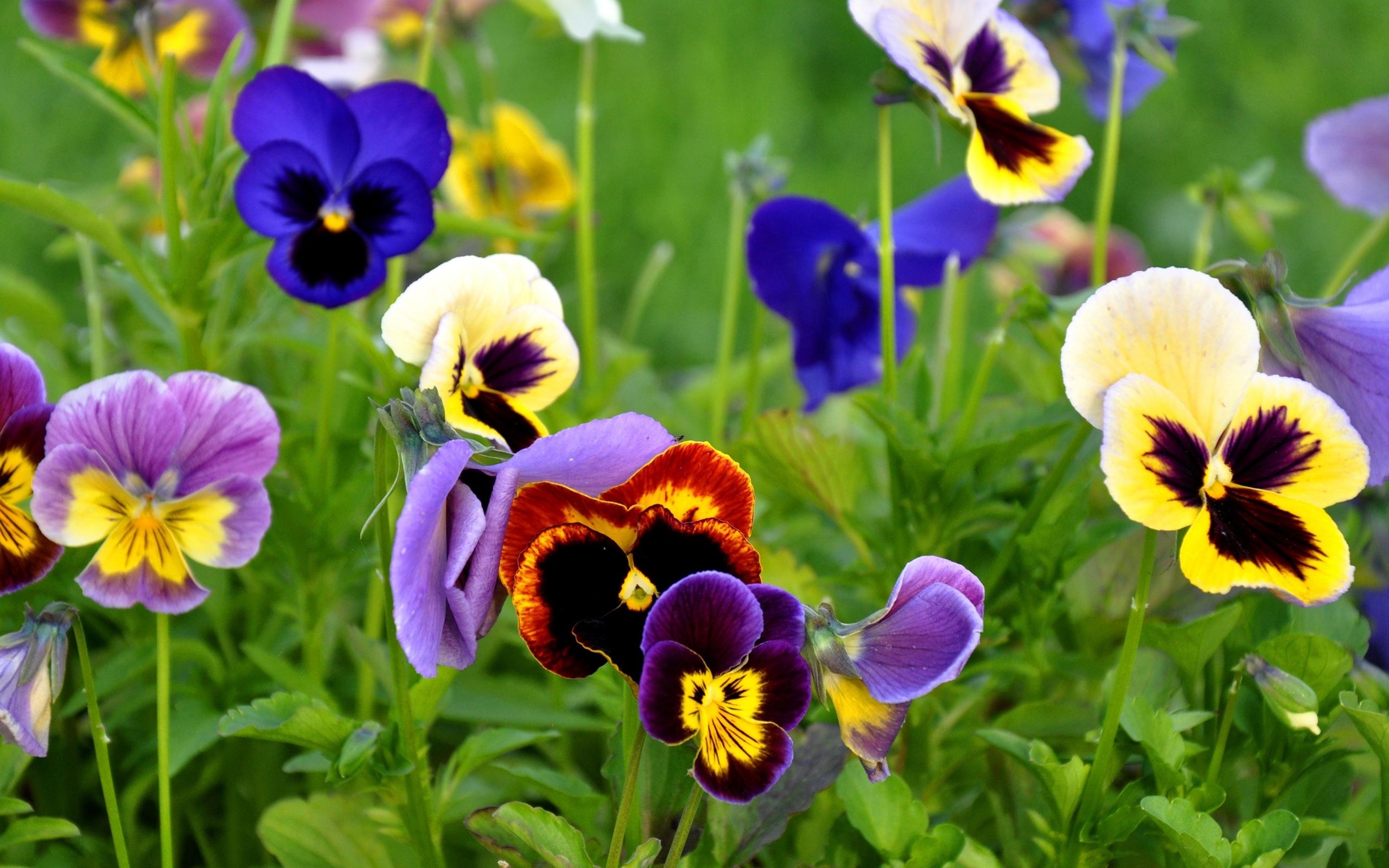 2560x1600 Flowers Close Up Pansies 2560x1600 :