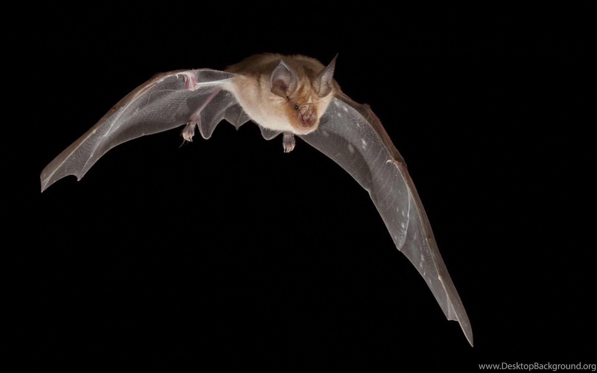 1920x1200 Bat HD Wallpaper Desktop Background