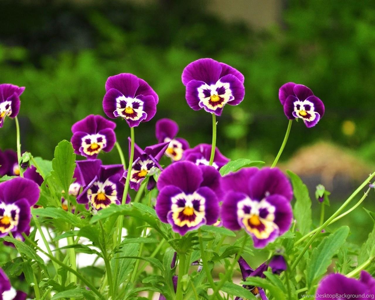 Pansies Wallpapers - Top Free Pansies Backgrounds - WallpaperAccess