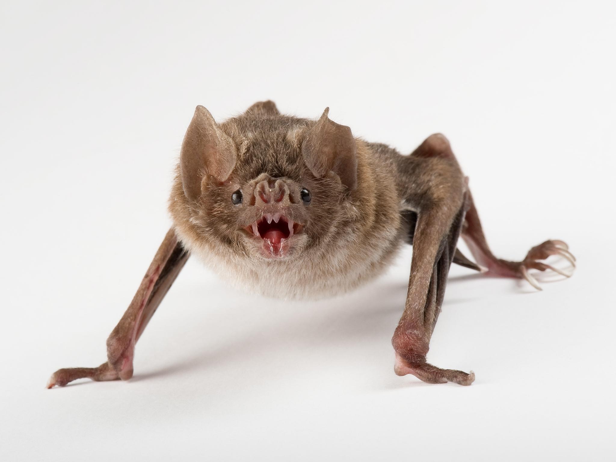 2048x1536 Vampire Bat Wallpaper Image Photo Picture Background