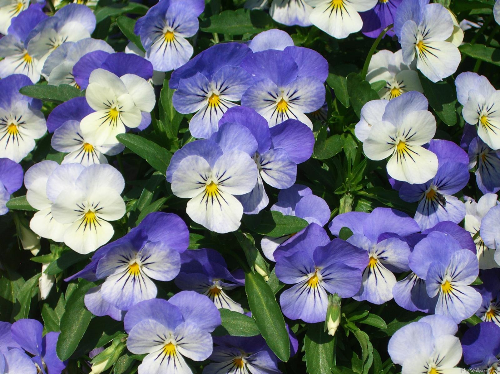 Pansies Wallpapers - Top Free Pansies Backgrounds - WallpaperAccess