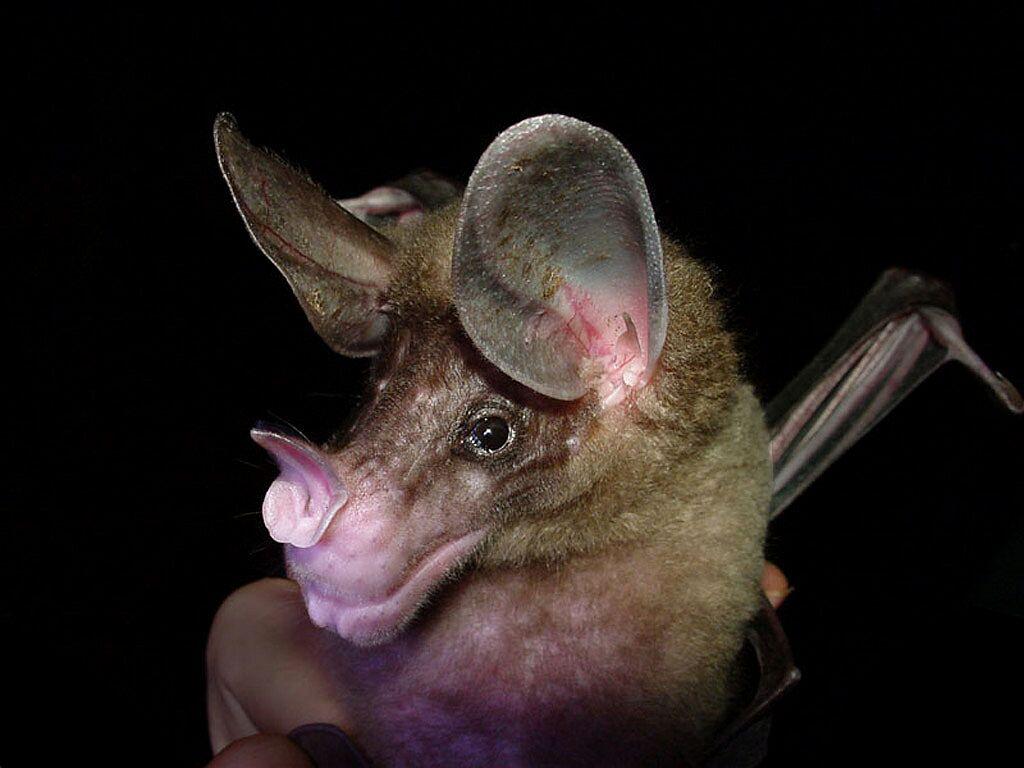1024x768 Desktop Wallpaper Bats Animals Black background