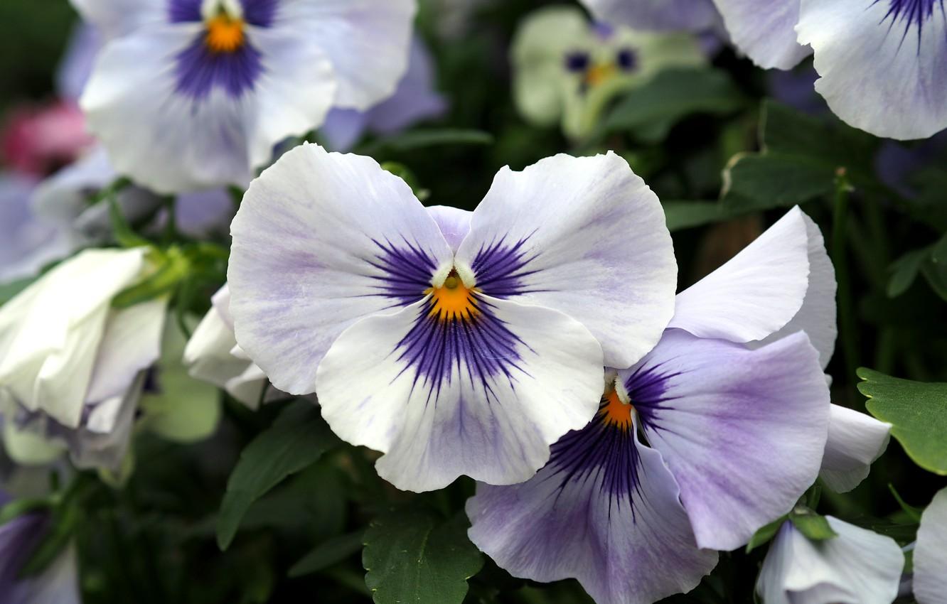 1332x850 Wallpaper Flowers, Flowers, Pansy, Pansies image for desktop, section цветы