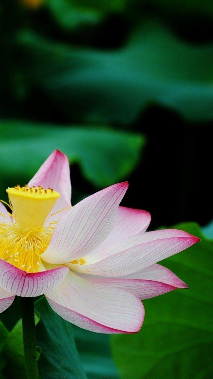 720x1281 Lotus Flower iPhone Wallpaper