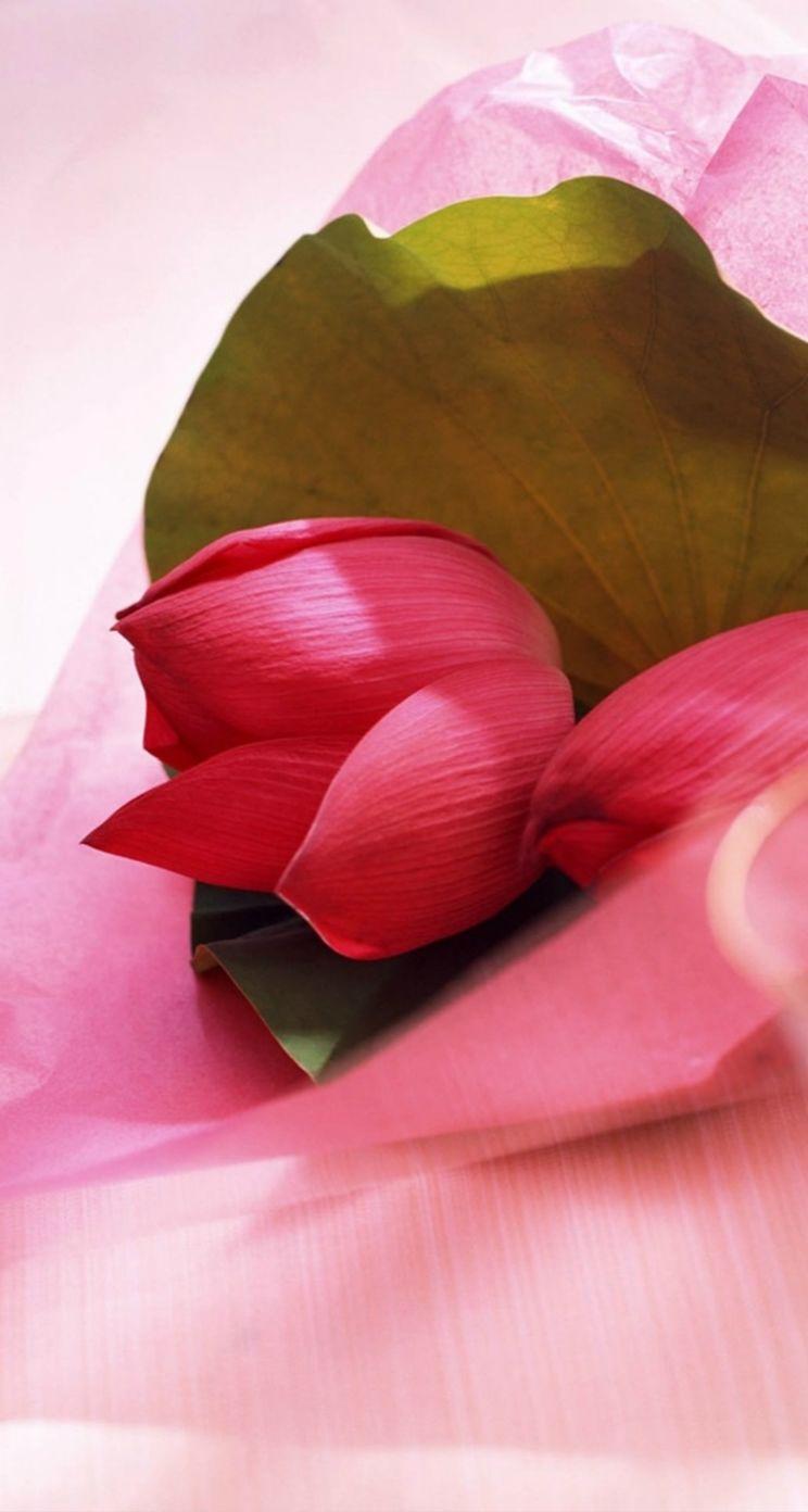 744x1392 Fresh Vitality Pink Lotus Flower Leaf Macro iPhone se Wallpaper