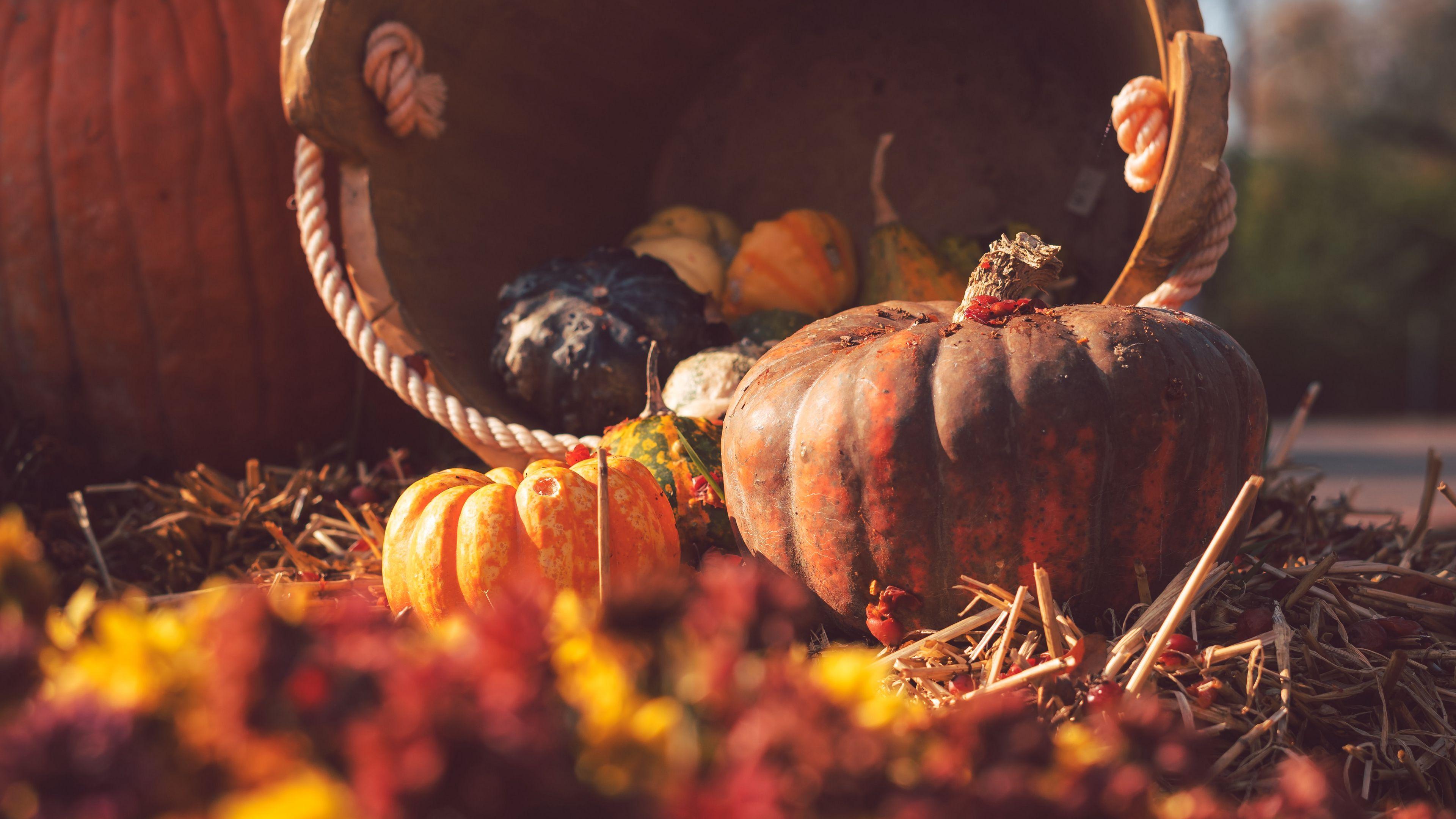 3840x2160 Wallpaper / pumpkin, basket, straw, autumn, harvest, 4k