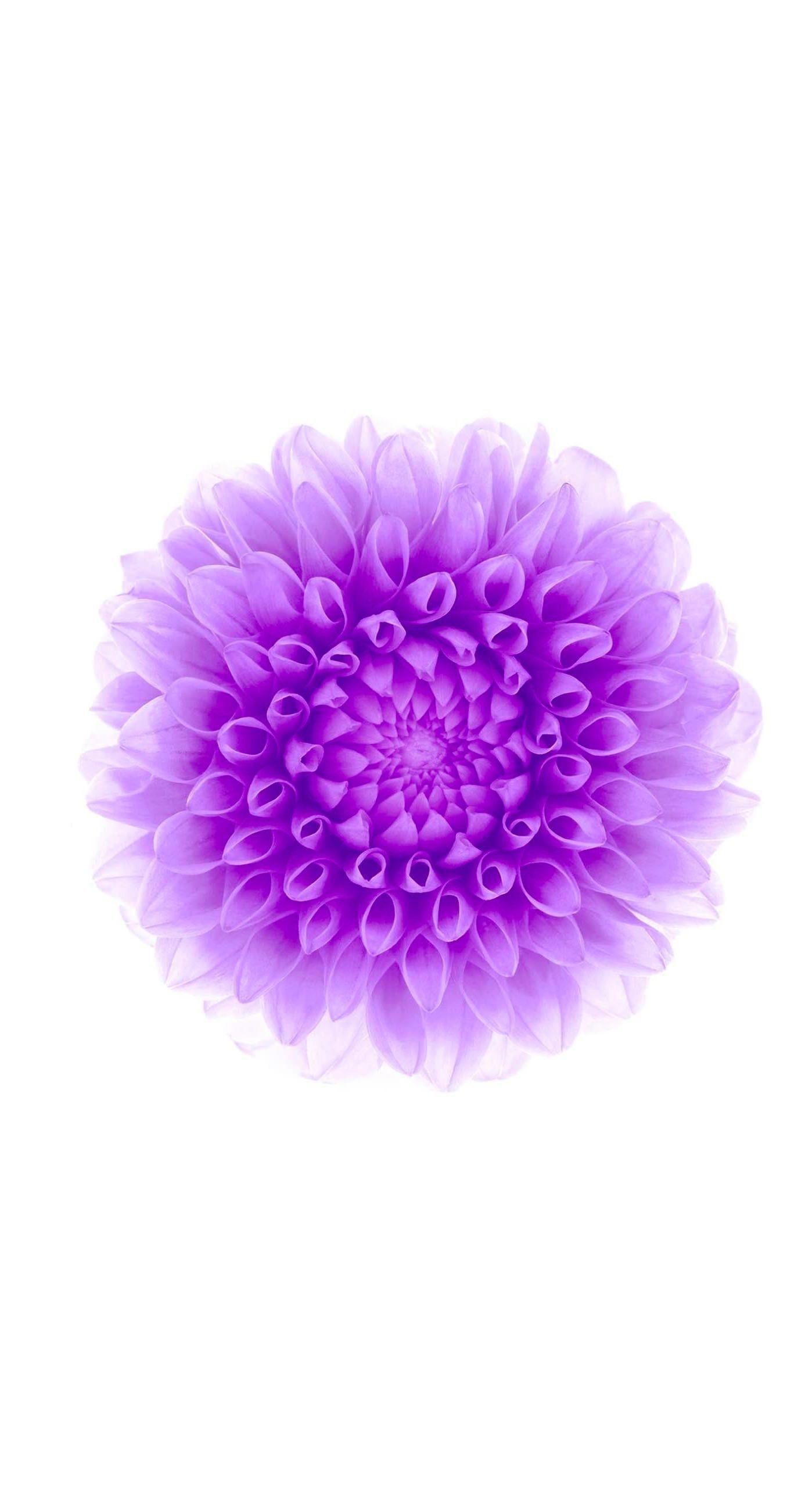 1398x2592 White Wallpaper for iPhone 6