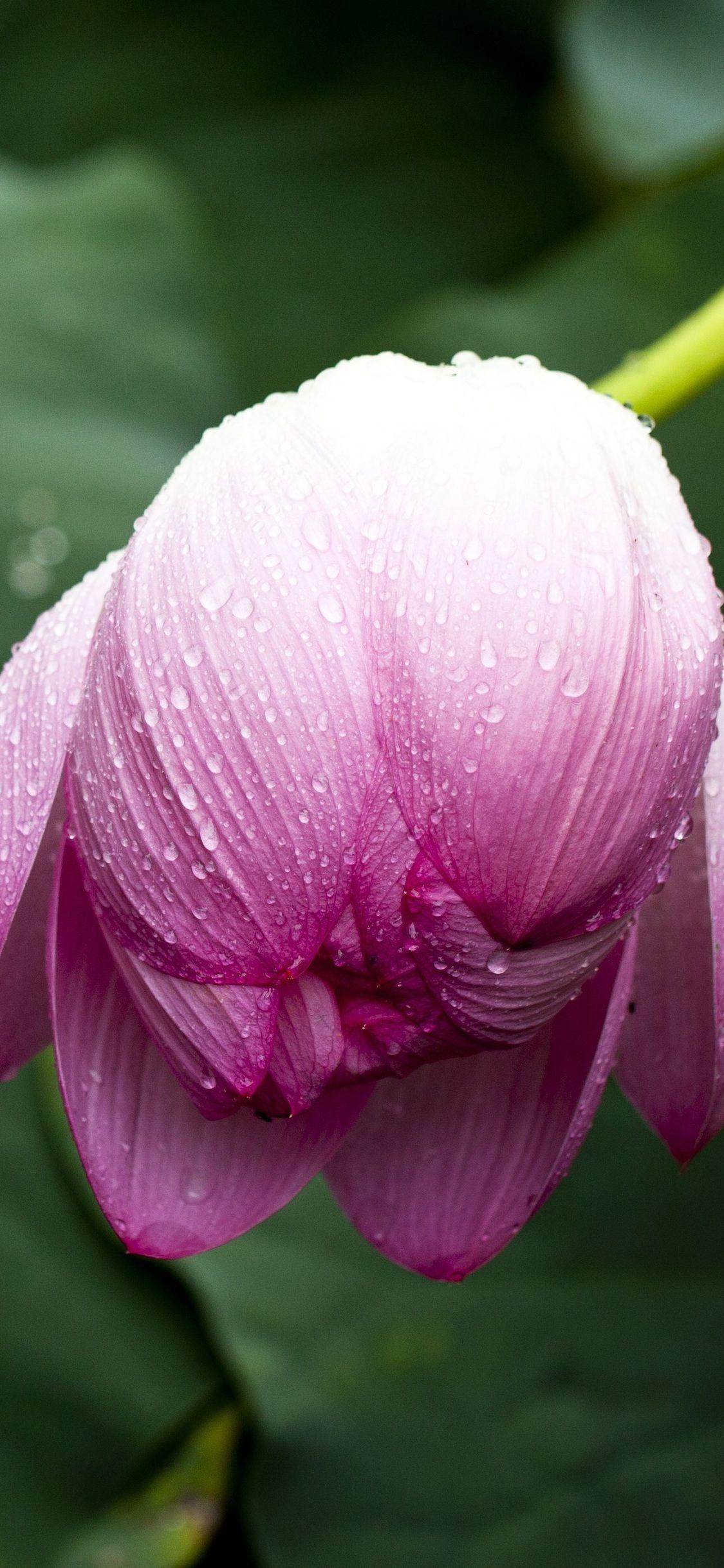 iPhone Lotus Wallpapers - Top Free iPhone Lotus Backgrounds