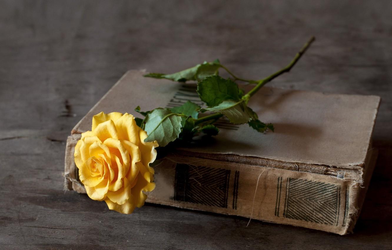 Yellow Flowers Books Wallpapers Top Free Yellow Flowers Books