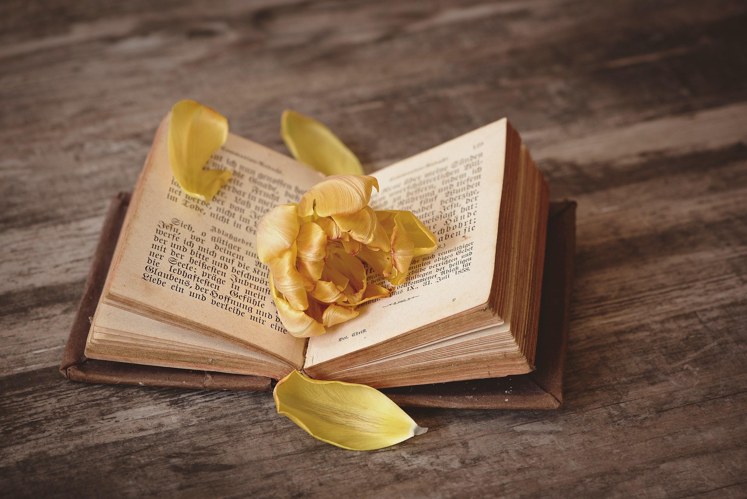 2500x1669 Wallpaper / book open pitched book pages pages font flower 4k wallpaper