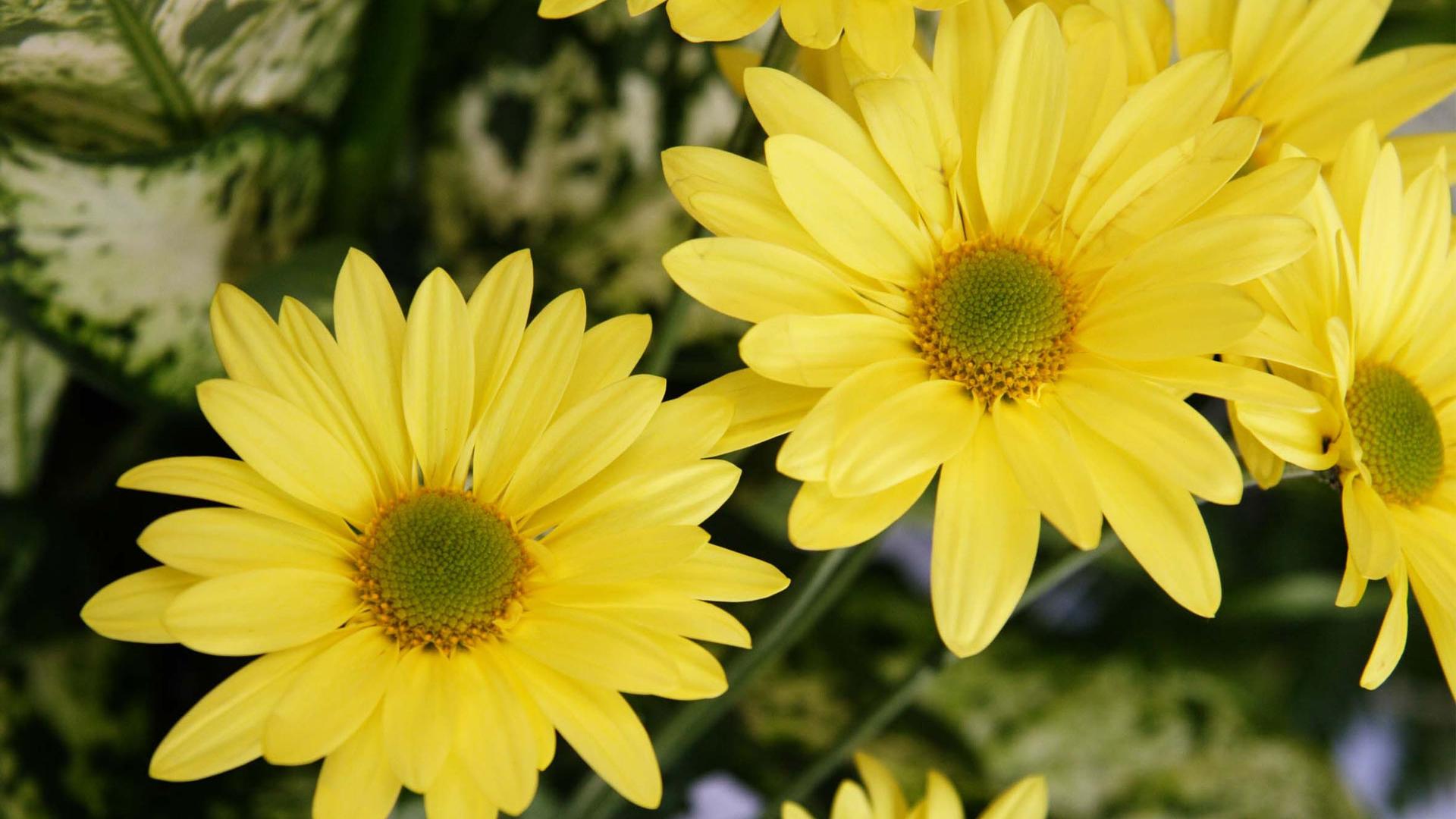 1920x1080 Free download wallpaper flowers color yellow flower walls 1920x1200 [1920x1200] for your Desktop, Mobile & Tablet. Explore Books Similar to the Yellow Wallpaper. The Yellow Wallpaper Symbolism, The Yellow