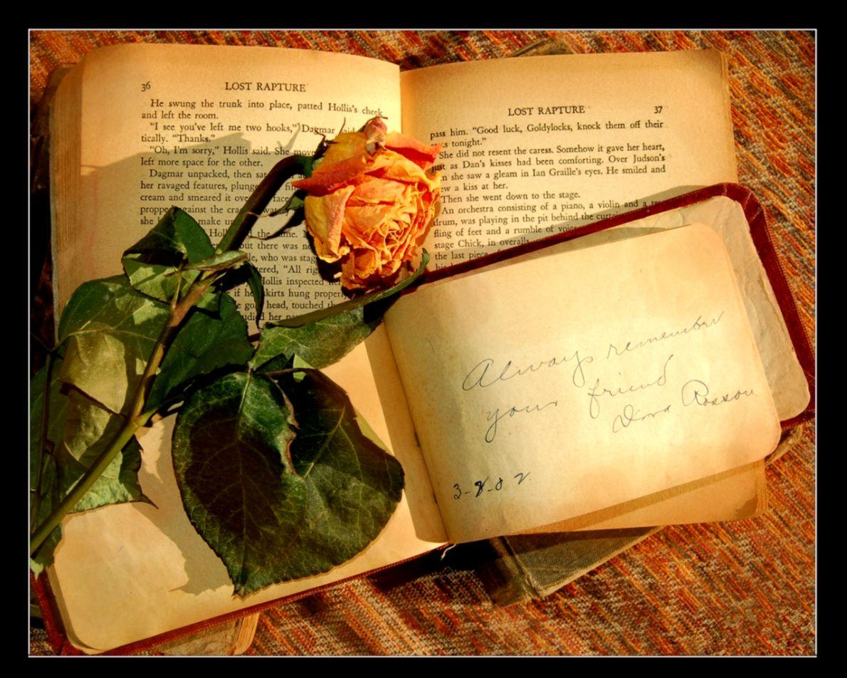 1190x952 Old Book With A Rose Flower Wallpaper Flowers Wallpaper Art Farewell