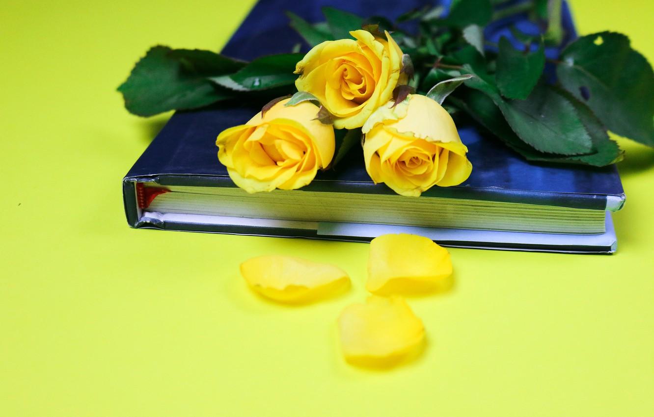 1332x850 Wallpaper flowers, rose, roses, bouquet, yellow, petals, book, yellow background image for desktop, section цветы