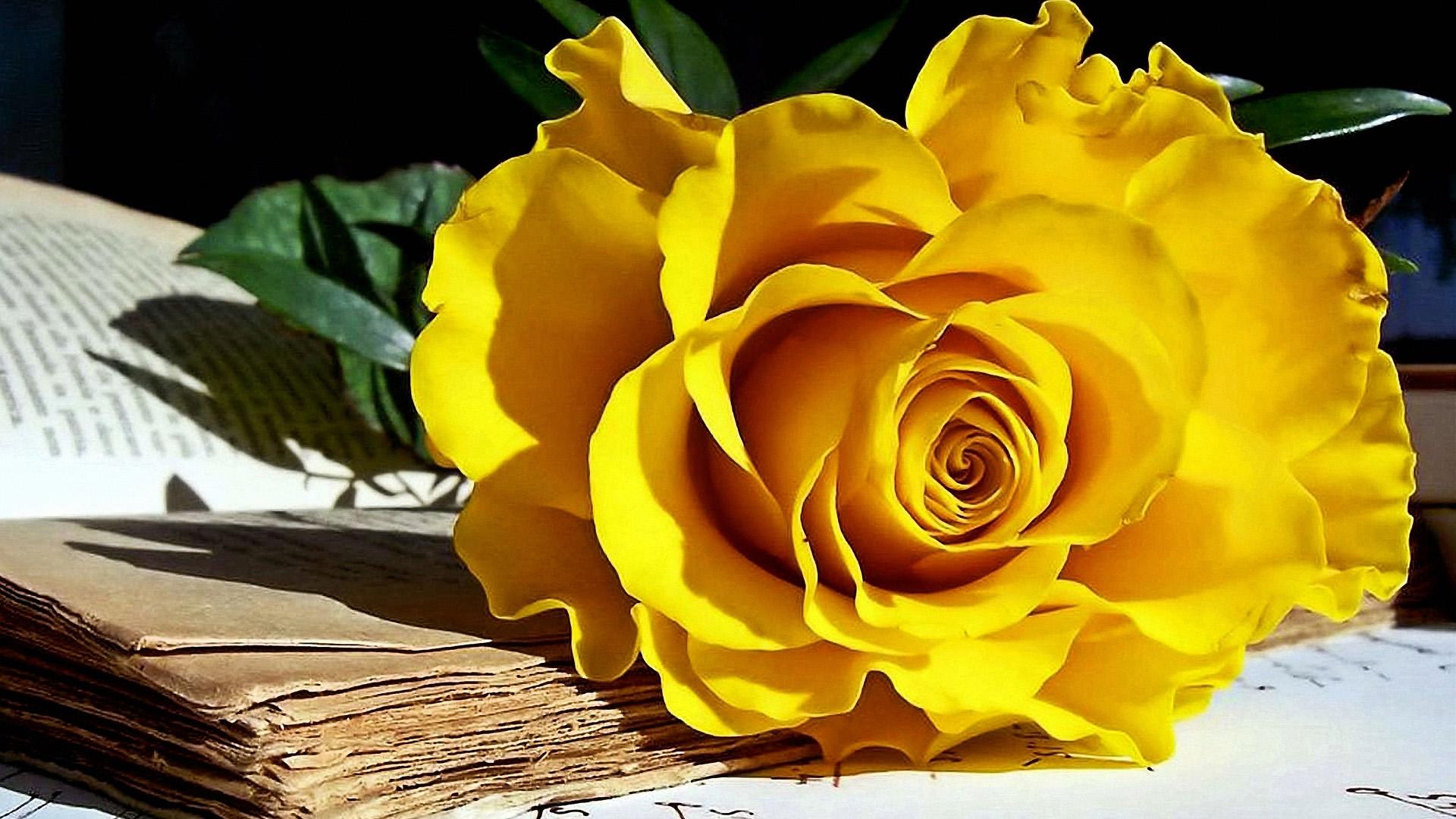 1920x1080 Yellow Rose Image