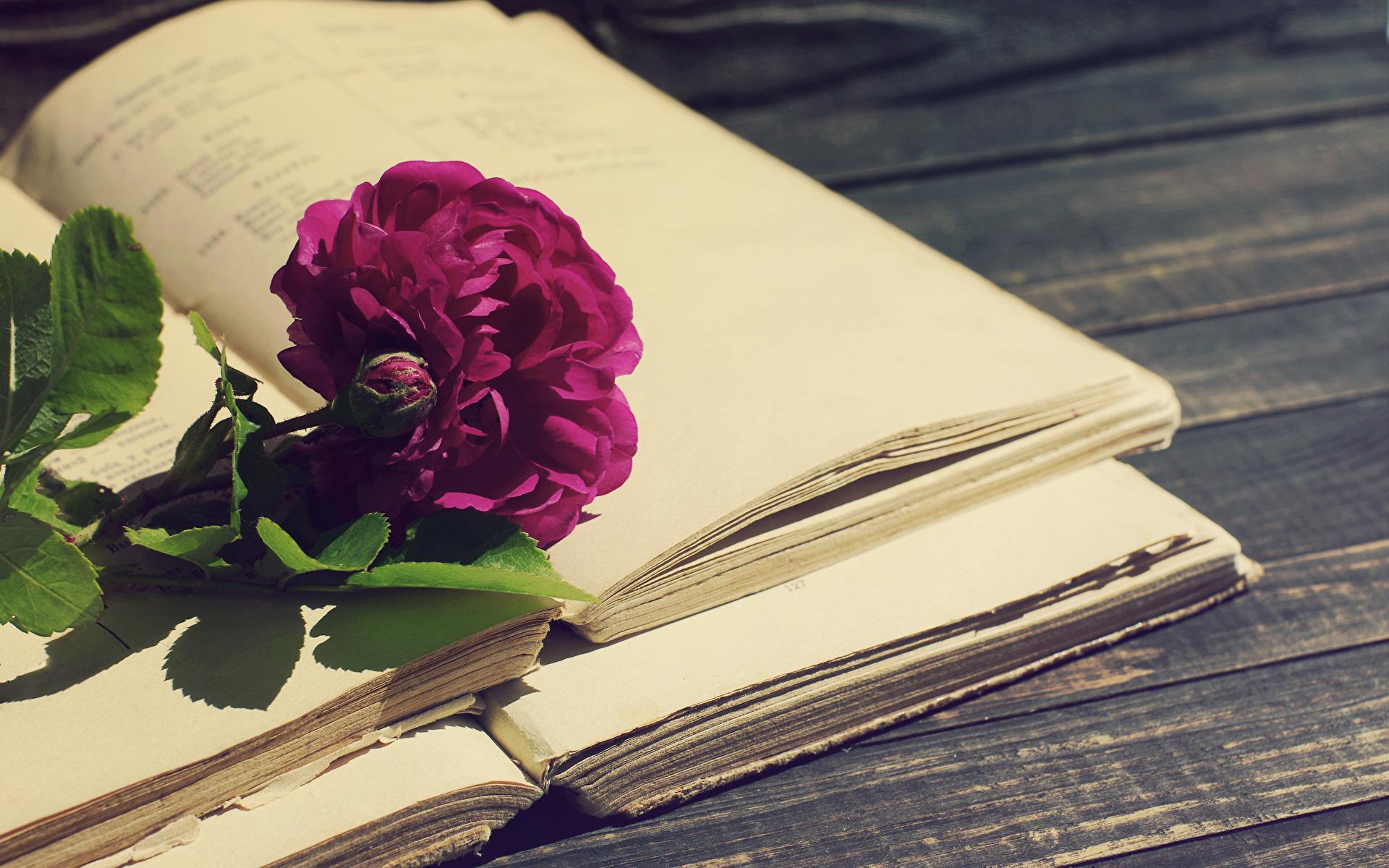 1920x1200 Desktop Wallpaper Violet Peonies Flowers books 1920x1200