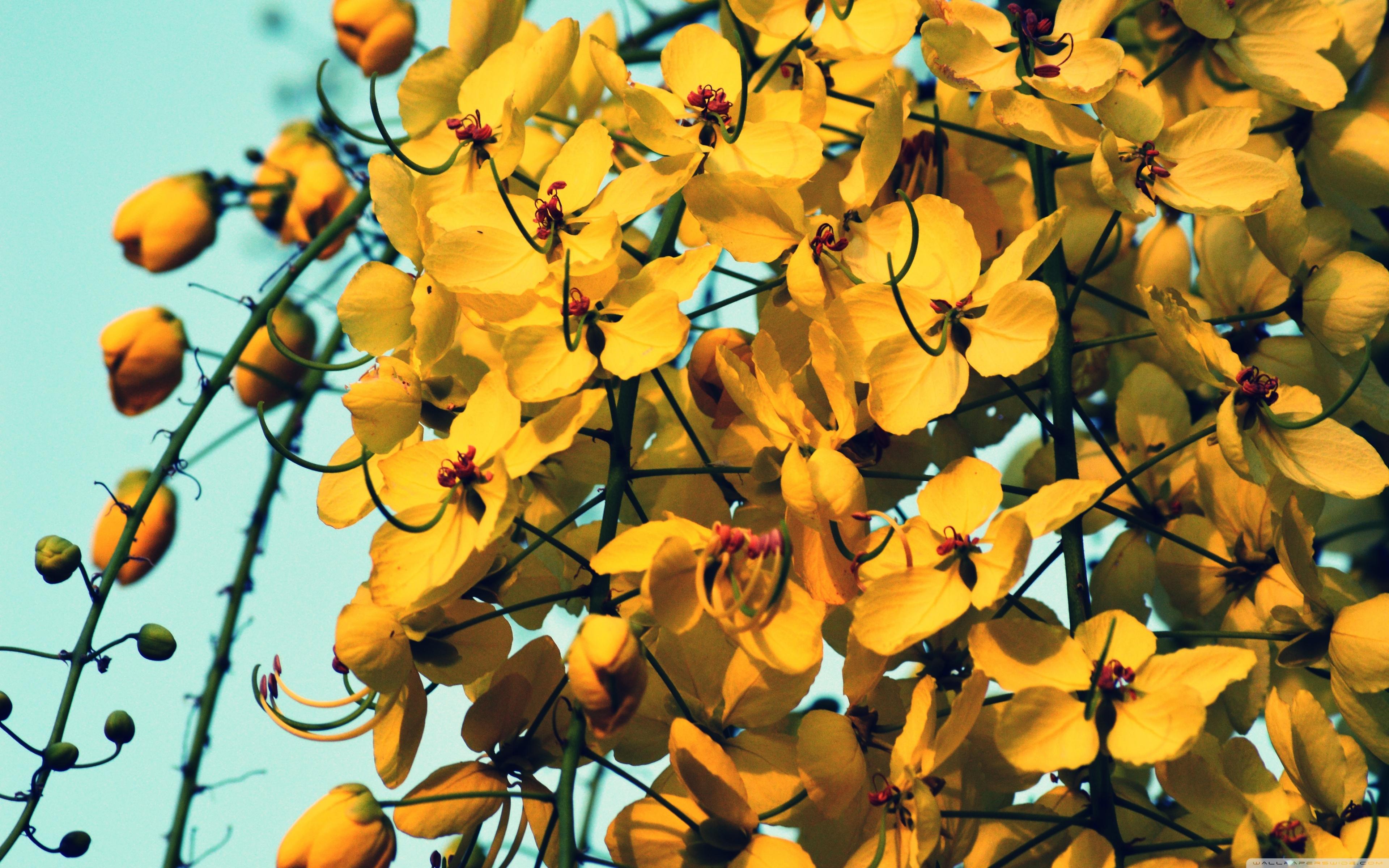 3840x2400 Yellow Flowers Ultra HD Desktop Background Wallpaper for 4K UHD TV : Widescreen & UltraWide Desktop & Laptop : Multi Display, Dual Monitor : Tablet