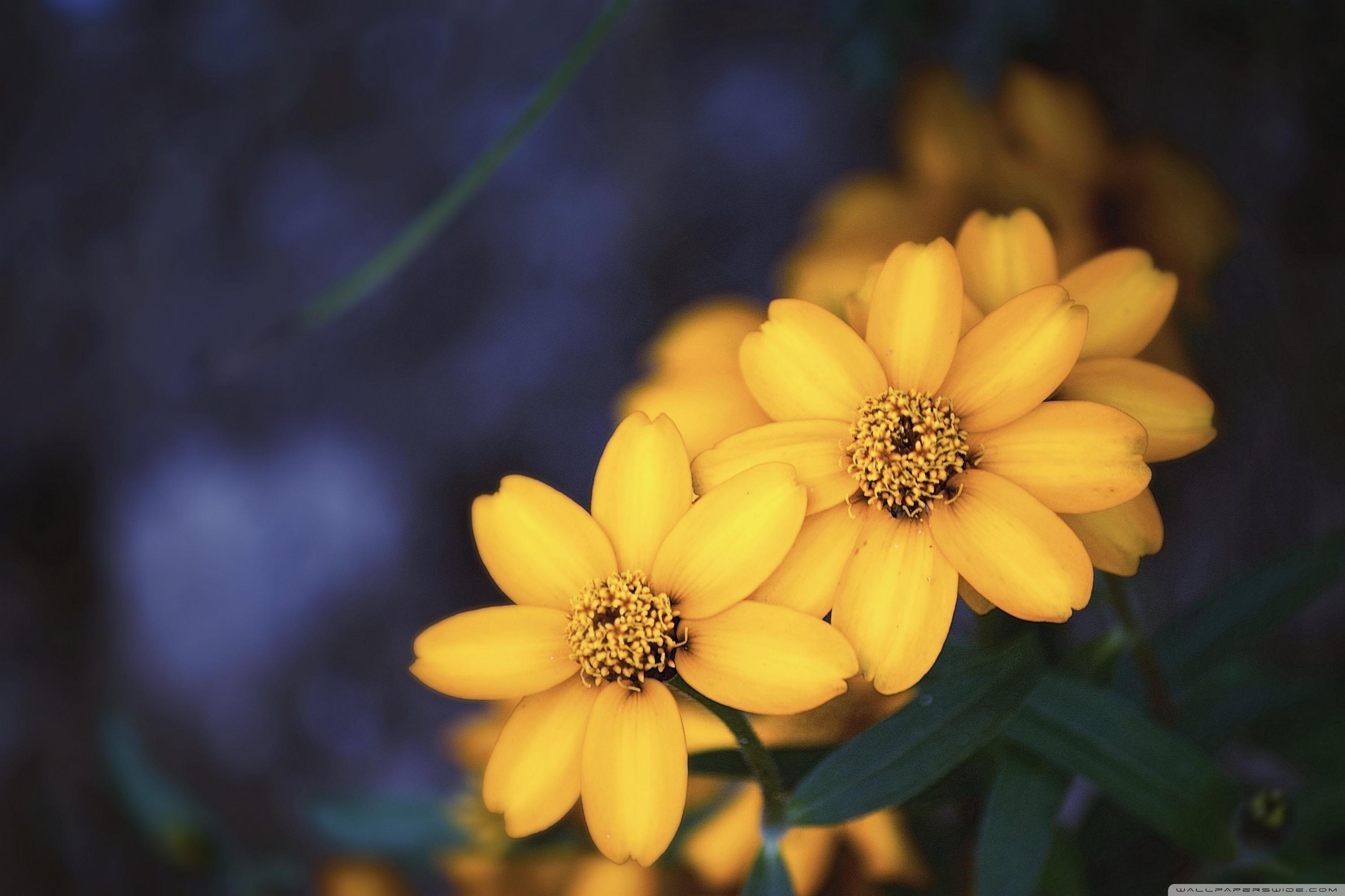 3000x2000 Beautiful Yellow Flowers Ultra HD Desktop Background Wallpaper for 4K UHD TV : Widescreen & UltraWide Desktop & Laptop : Tablet