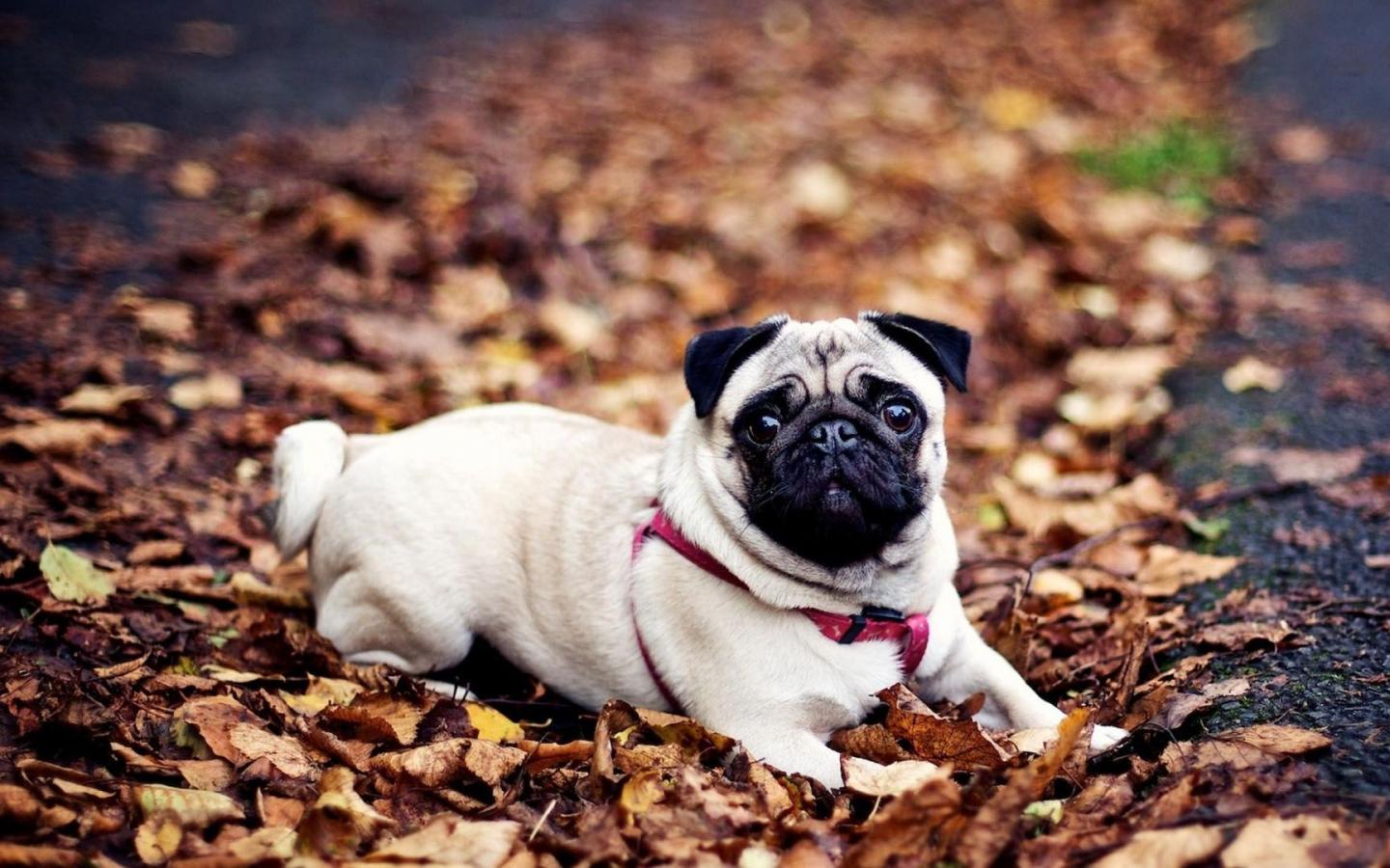 1440x900 Free download pug HD wallpaper cute desktop background HD wallpaper of pug dog [1920x1080] for your Desktop, Mobile & Tablet. Explore Dog Computer Wallpaper. Free Dog Desktop Wallpaper, Christmas